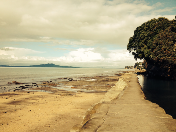 murrays bay,albany