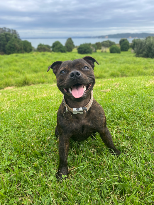 grey lynn,grey lynn