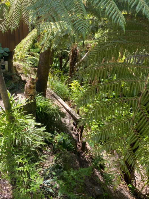 castor bay,auckland