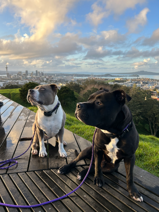sandringham,mt eden