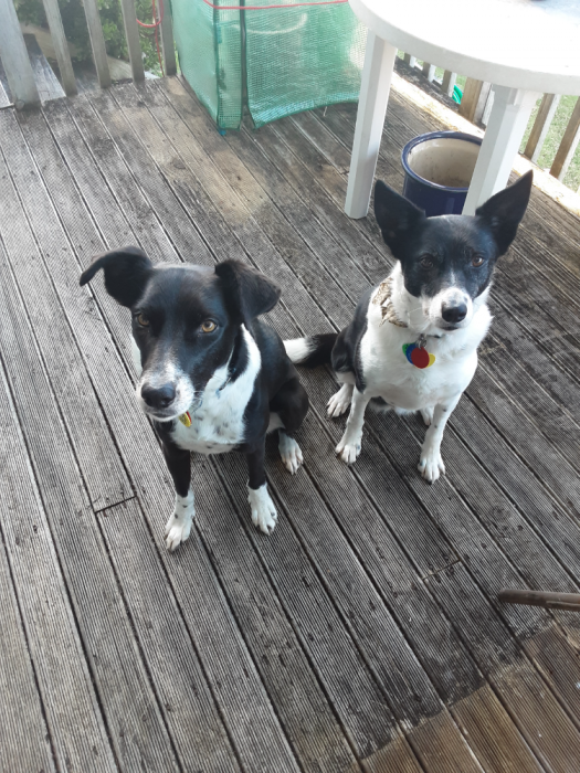 orewa,albany