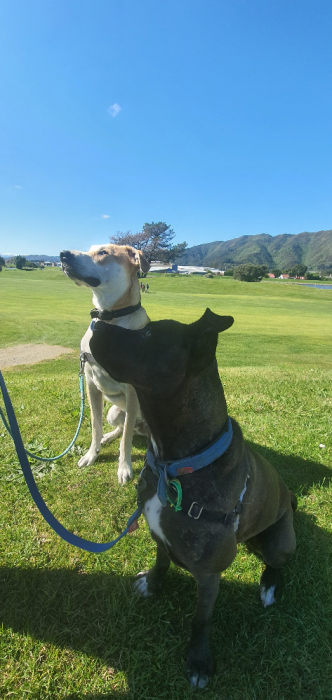 waiwhetu,lower hutt