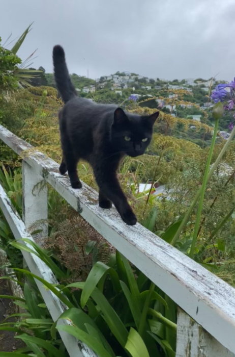 aro valley,wellington