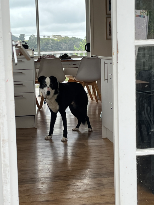 warkworth,auckland