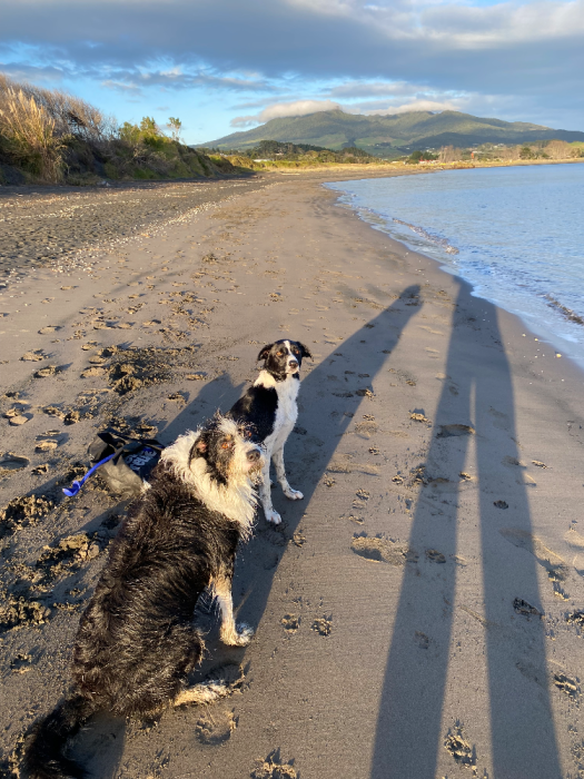 raglan ,hamilton city